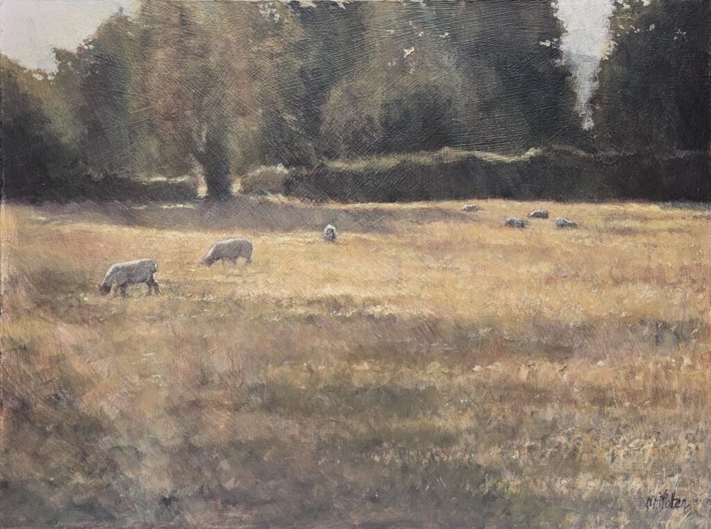 Sheep grazing in field under shadows of trees